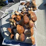 Inga Spabrucken